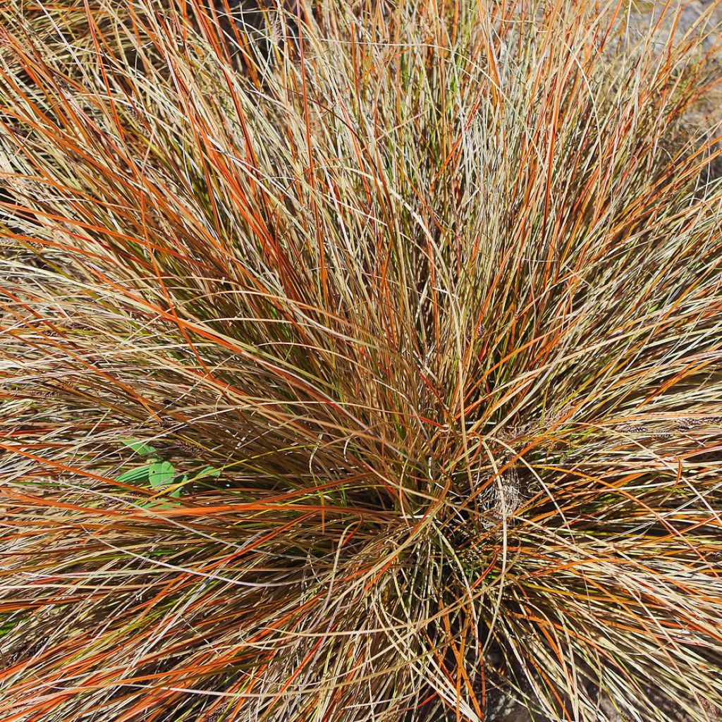 Carex comans - Laîche de Nouvelle-Zélande