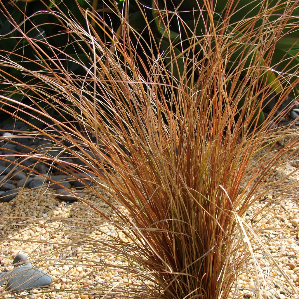 Carex comans Bronze Form - Neuseeländische Segge