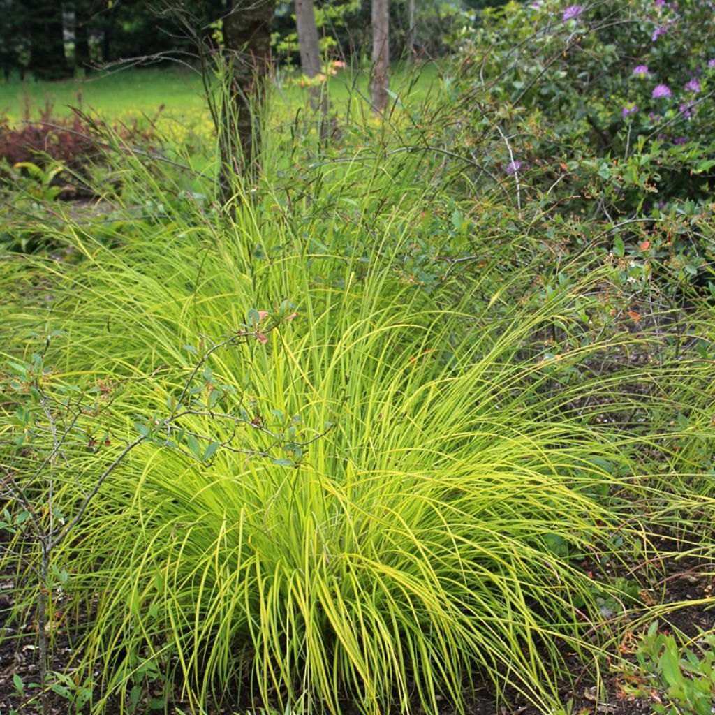 Carex elata Aurea - Steife Segge