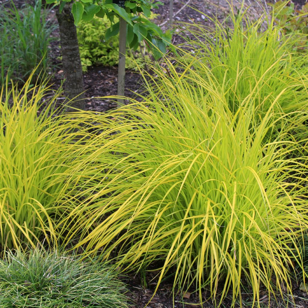 Carex elata Aurea - Steife Segge