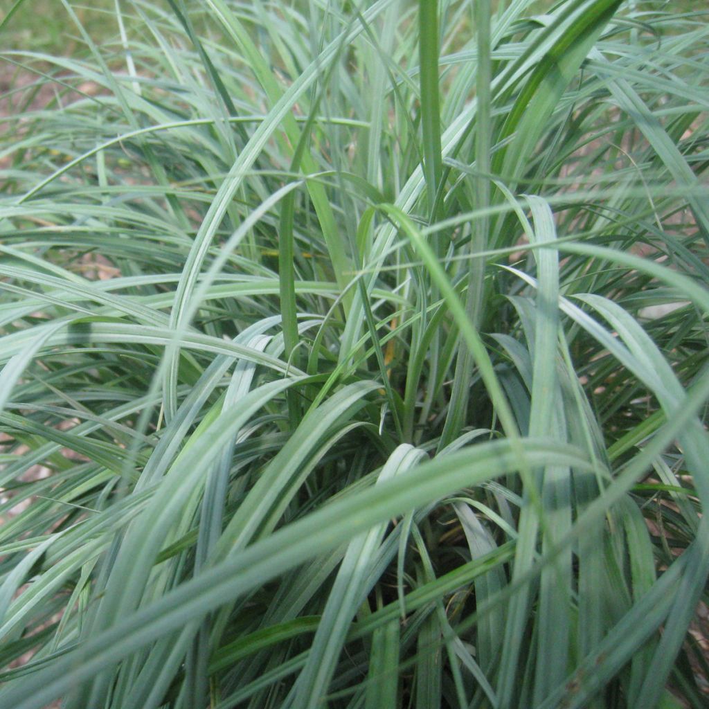 Carex flacca - Blaugrüne Segge