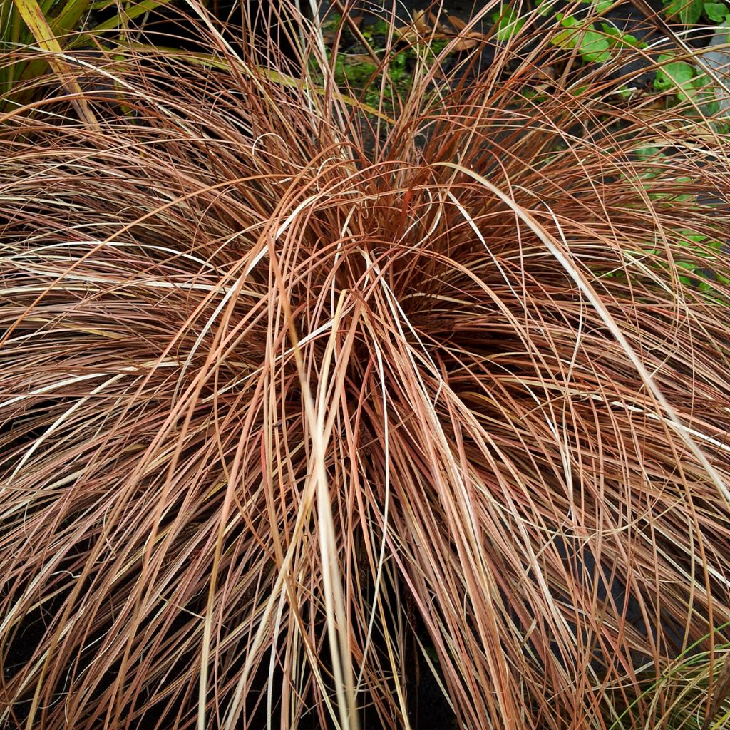 Carex flagellifera Bronzita - Peitschentragende Segge