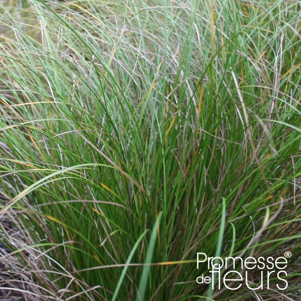 Carex flagellifera Kiwi - Laîche Kiwi