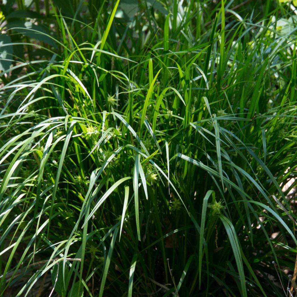 Carex grayi - Morgenstern-Segge