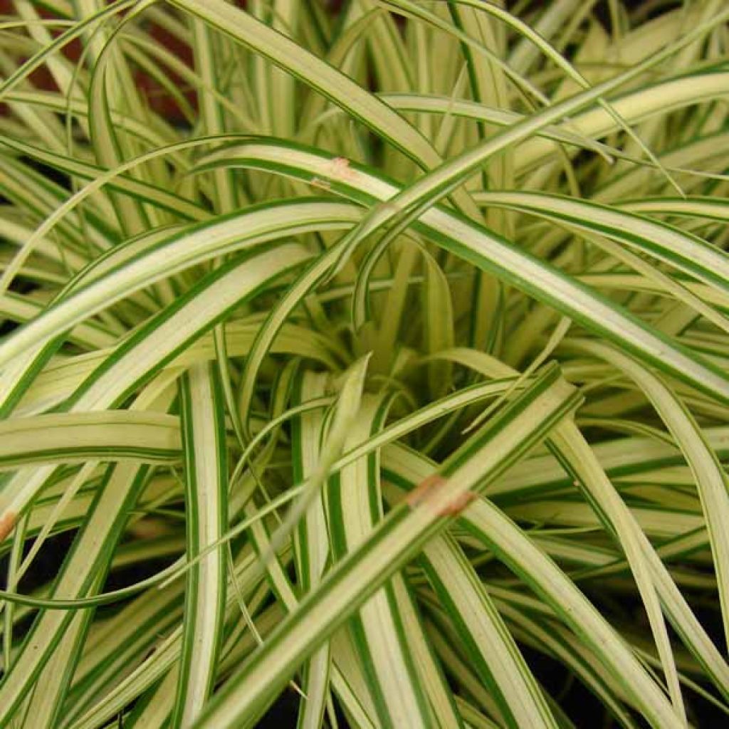 Carex oshimensis Evergold - Oshima-Segge