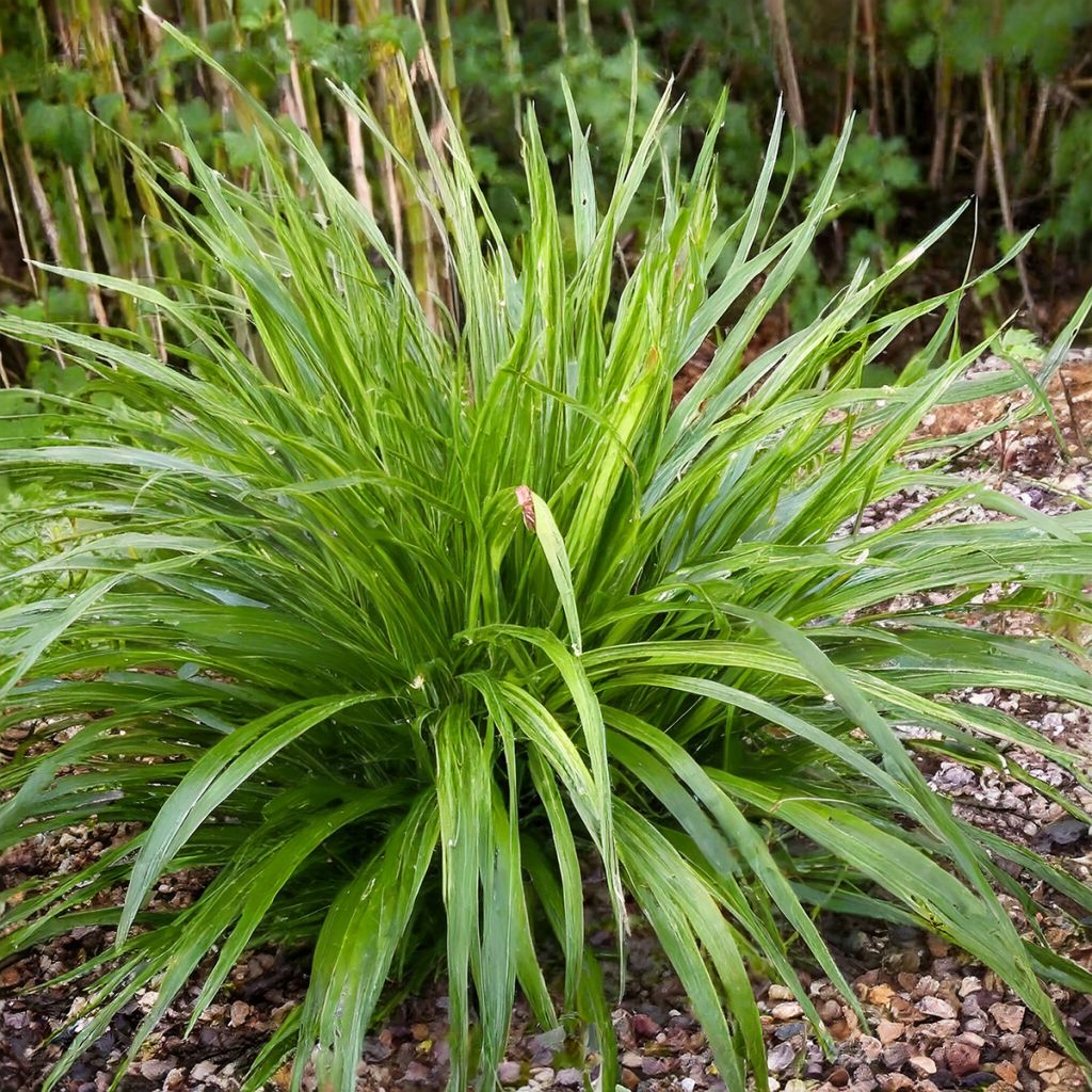 Carex comans Phoenix Green - Neuseeländische Segge