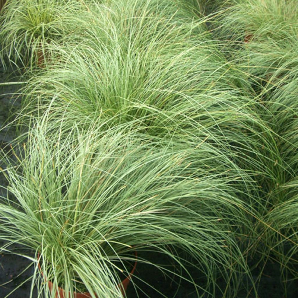 Carex comans Phoenix Green - Neuseeländische Segge