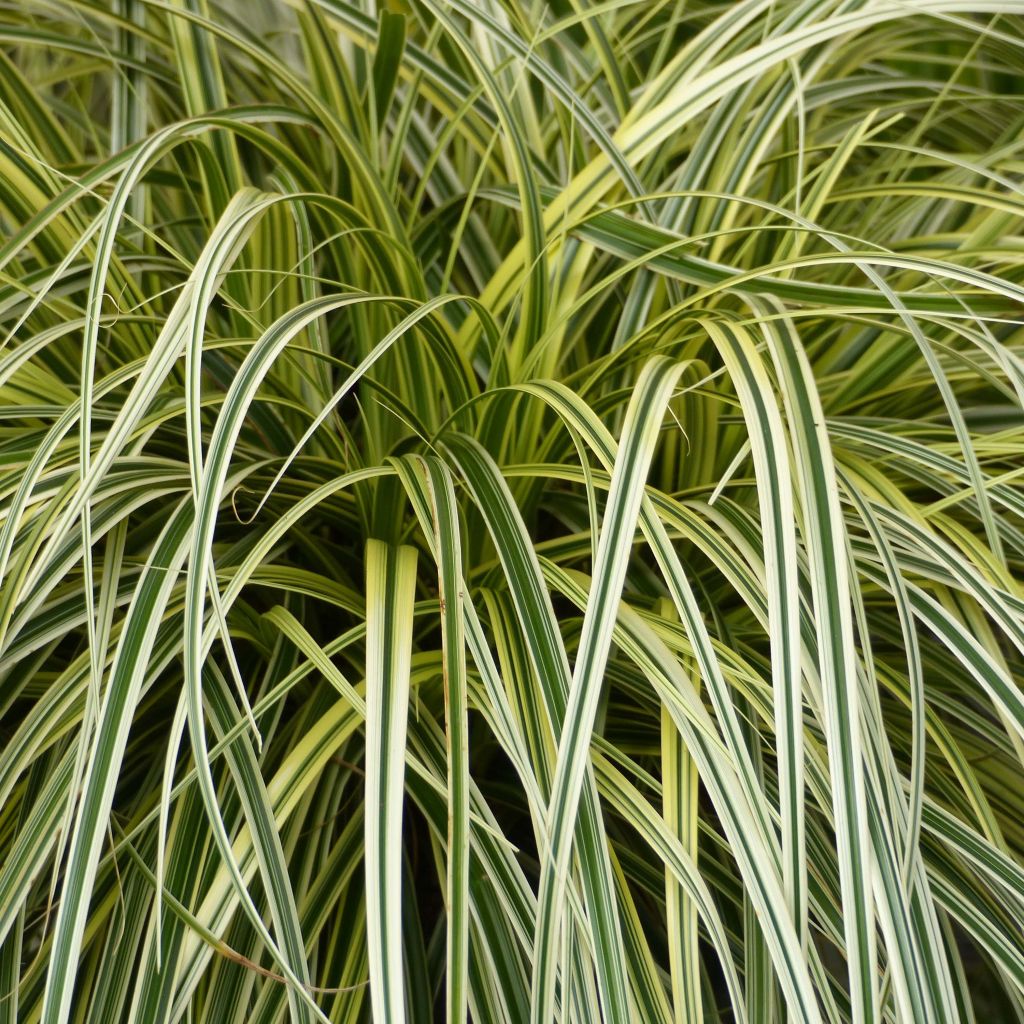 Carex oshimensis Feather Falls - Oshima-Segge