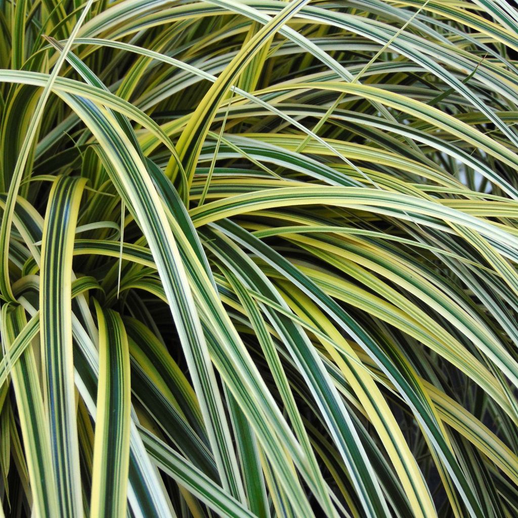 Carex oshimensis Feather Falls - Oshima-Segge