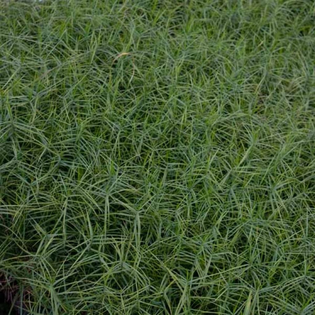 Carex muskingumensis Little Midge - Laîche d'Amérique