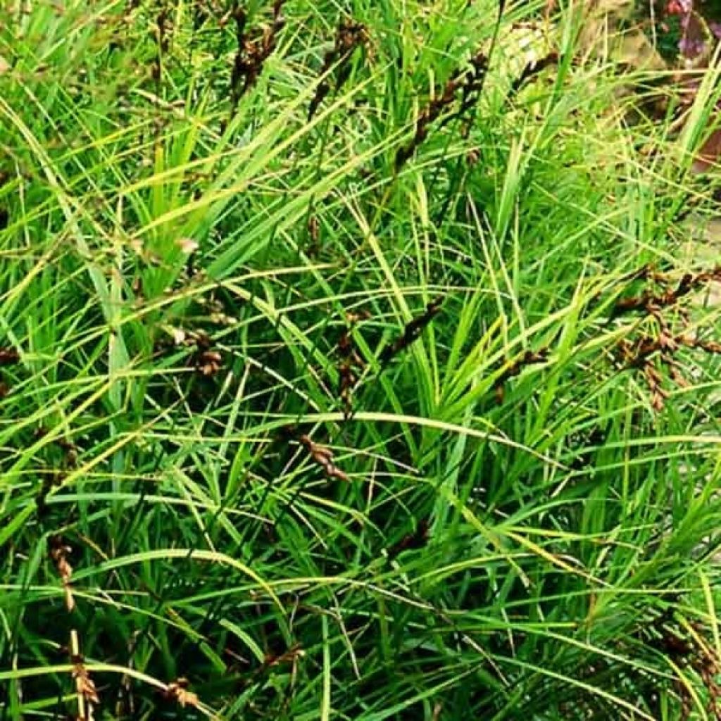 Carex muskingumensis - Laiche d Amerique