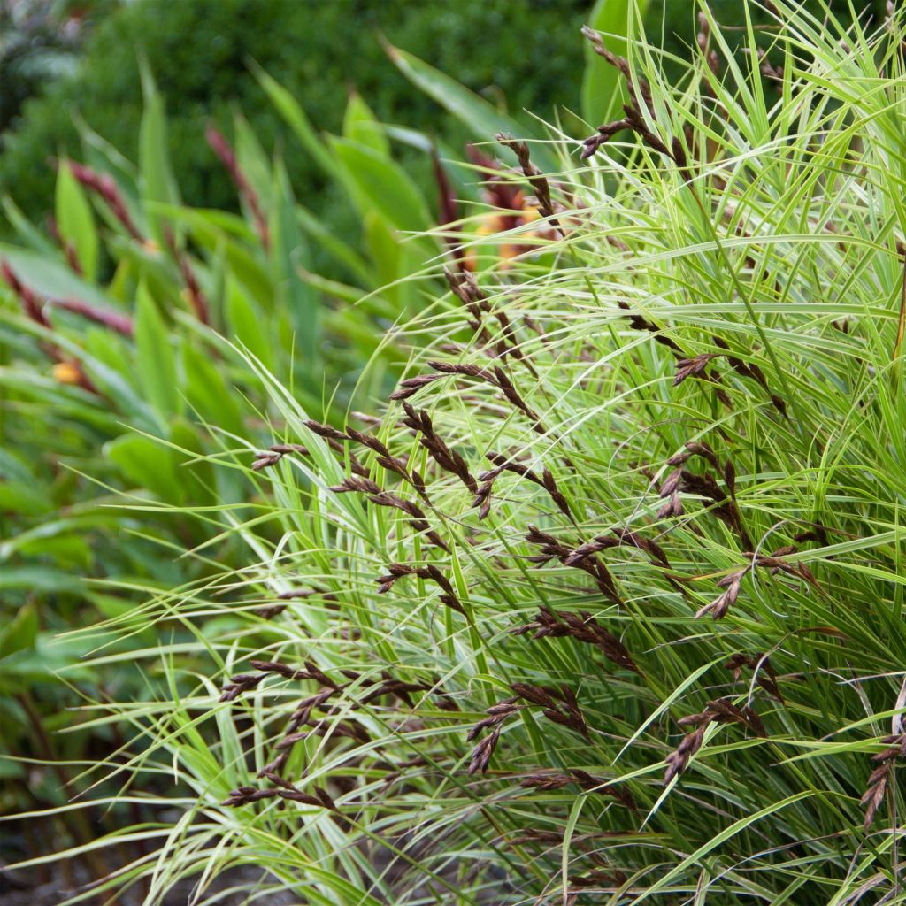 Carex muskingumensis Oehme - Palmwedel-Segge