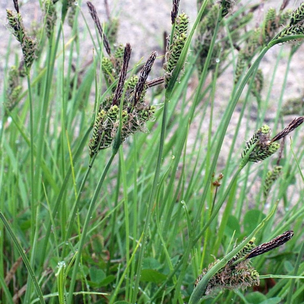 Carex nigra - Laîche noire