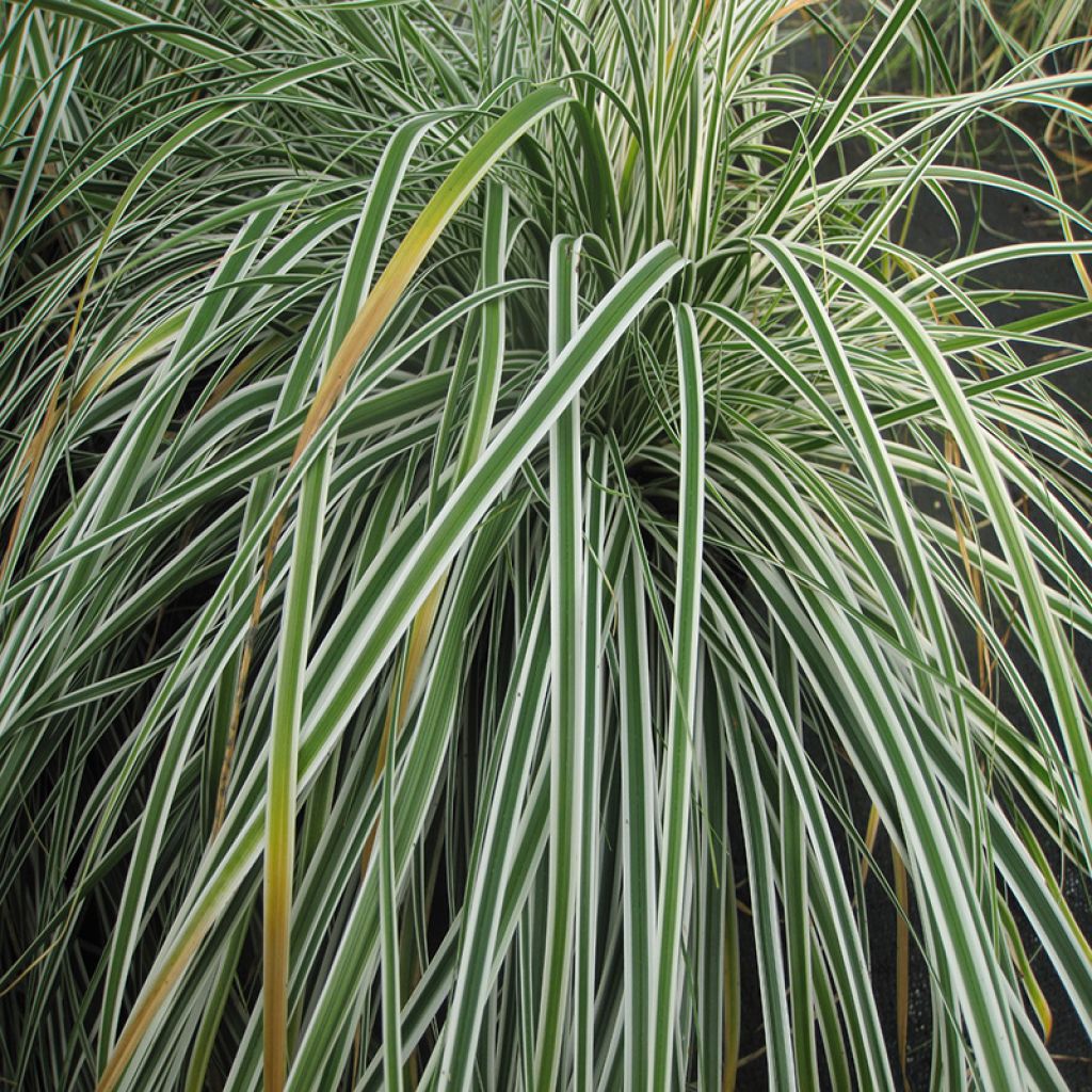 Carex oshimensis Everest - Laîche d'Oshima