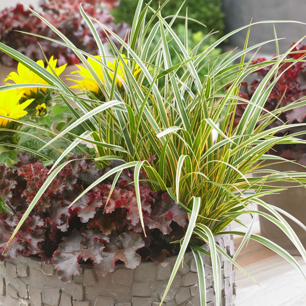 Carex oshimensis Everglow - Laîche d'Oshima