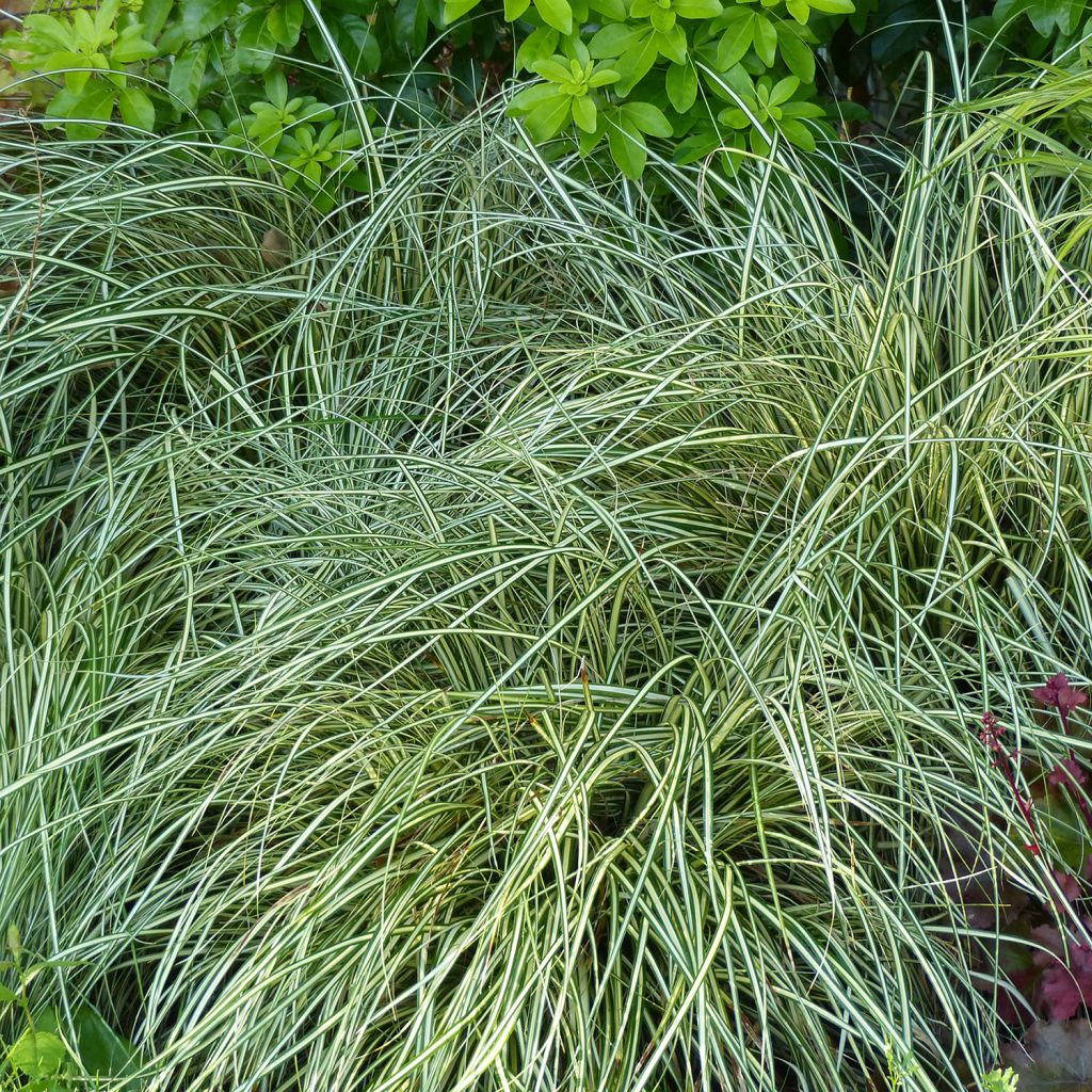 Carex oshimensis Evergold - Oshima-Segge