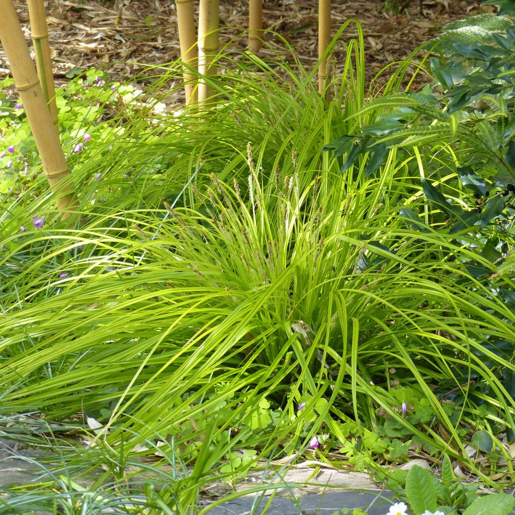 Carex oshimensis Everillo - Oshima-Segge