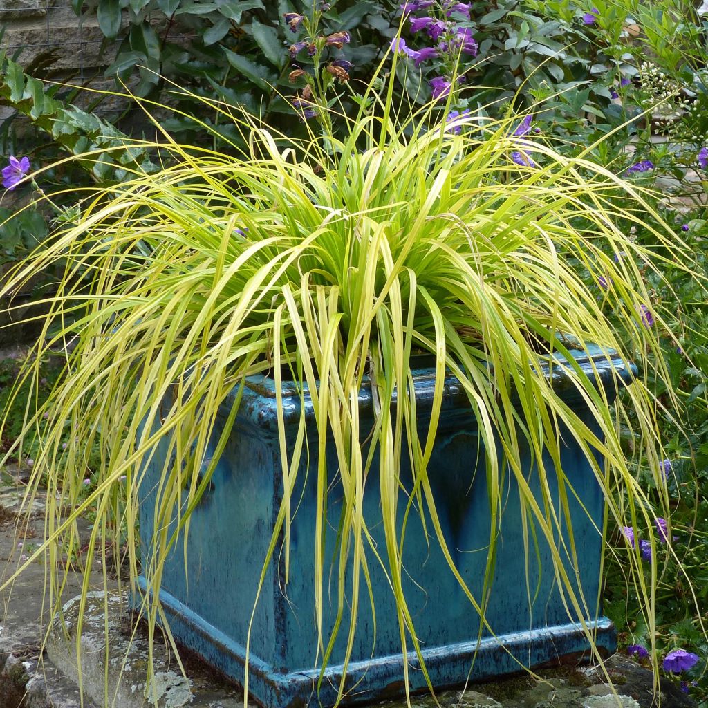 Carex oshimensis Everillo - Oshima-Segge