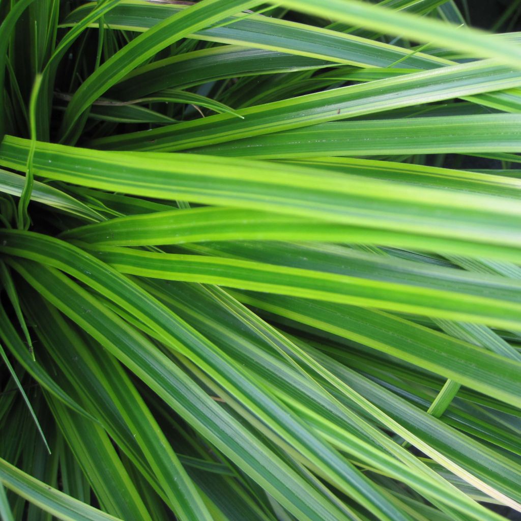 Carex oshimensis Everlime - Laîche d'Oshima 