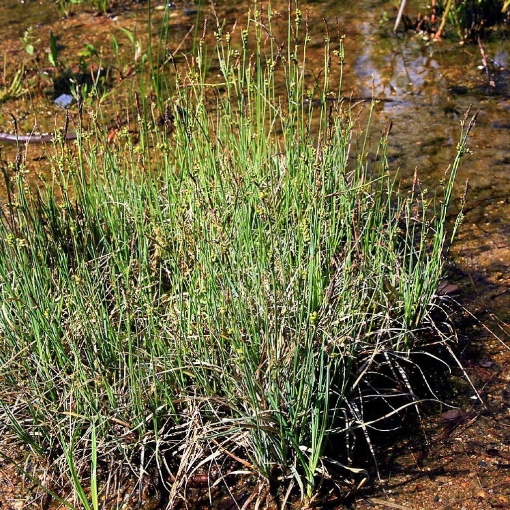 Carex panicea - Hirse-Segge