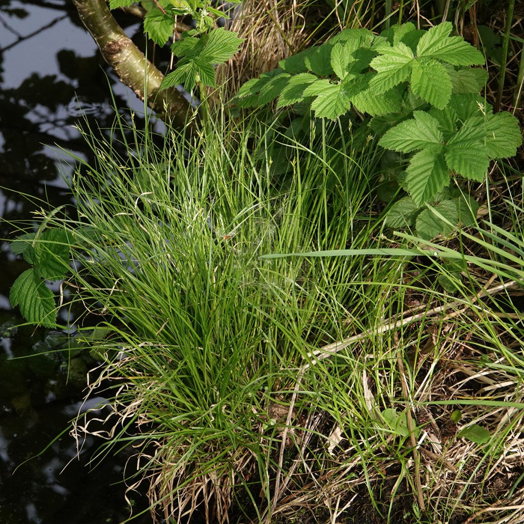 Carex remota - Entferntährige Segge