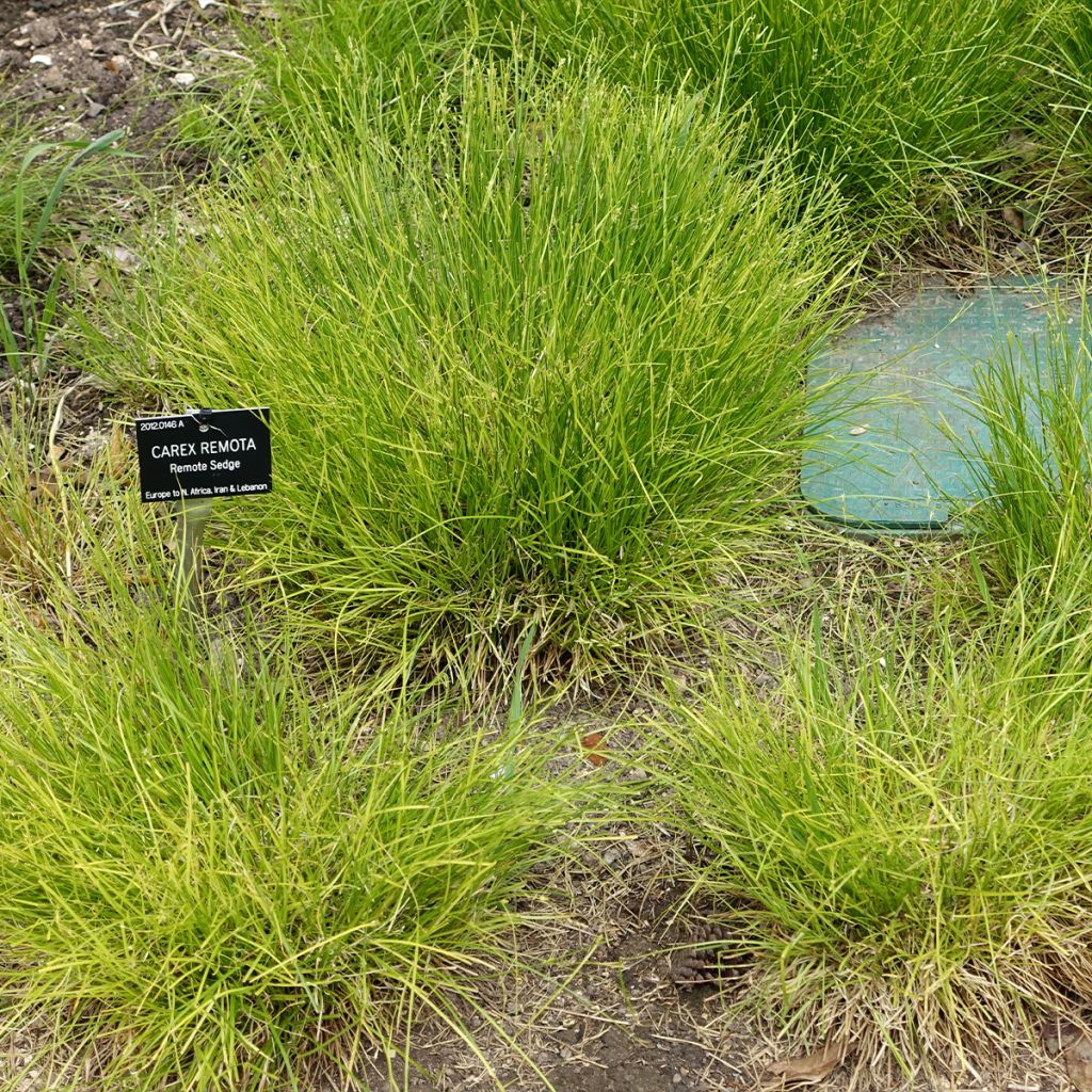 Carex remota - Entferntährige Segge