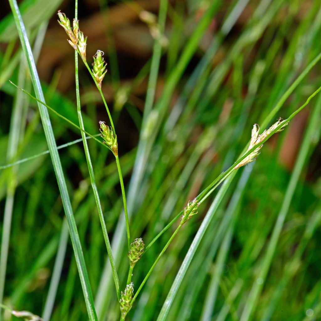 Carex remota - Entferntährige Segge