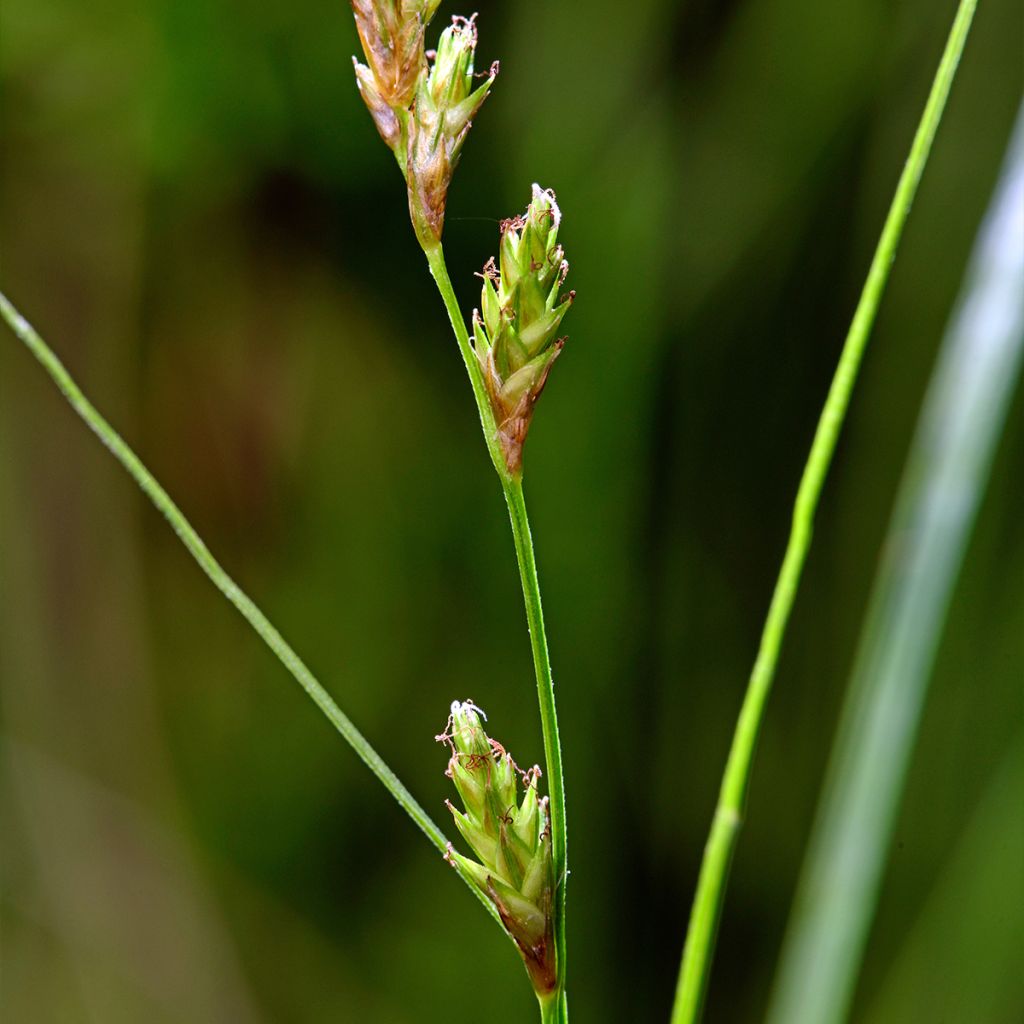 Carex remota - Entferntährige Segge