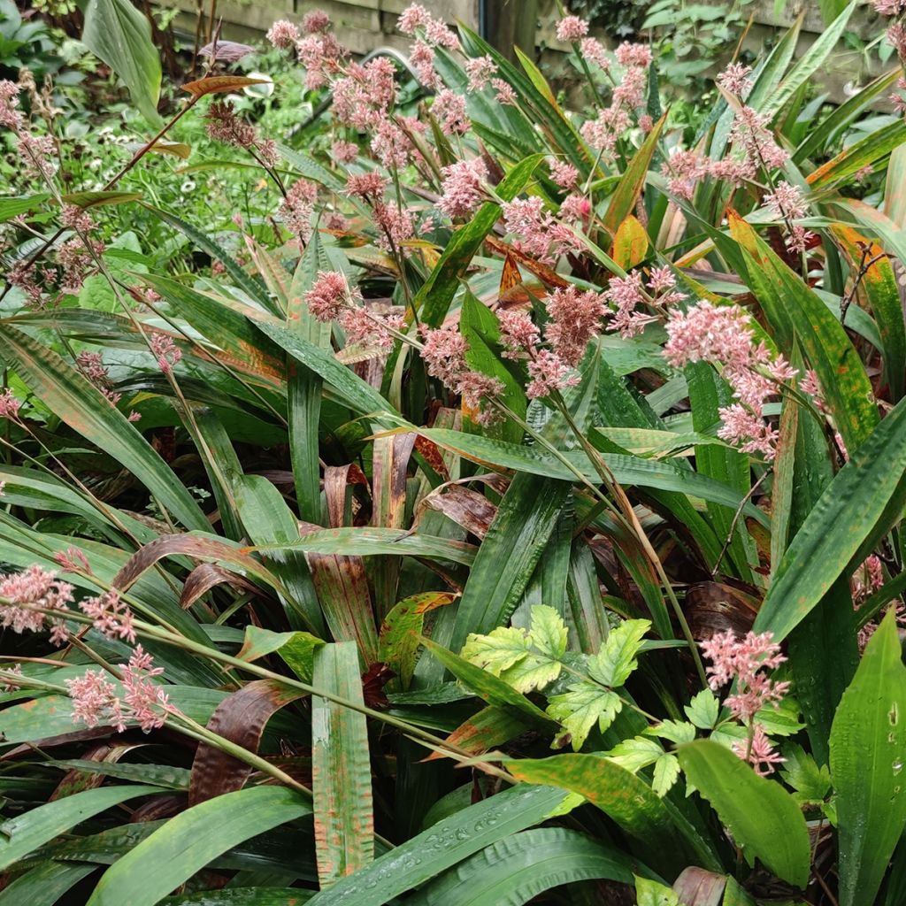 Carex scaposa - Laîche de Chine