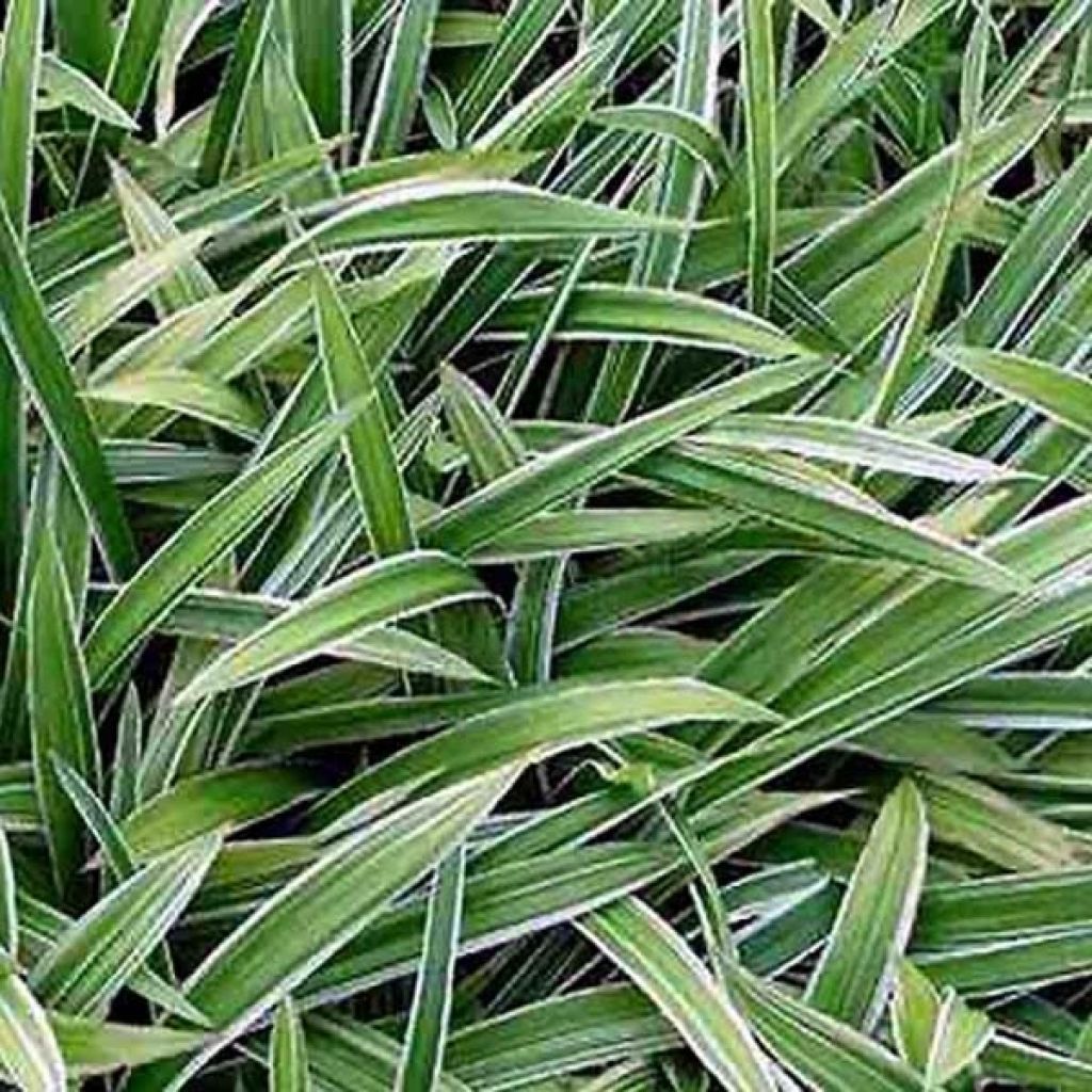 Carex siderosticha Variegata