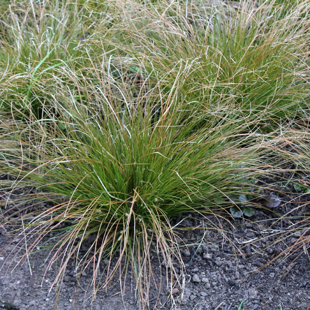 Carex testacea Prairie Fire - Orange Segge