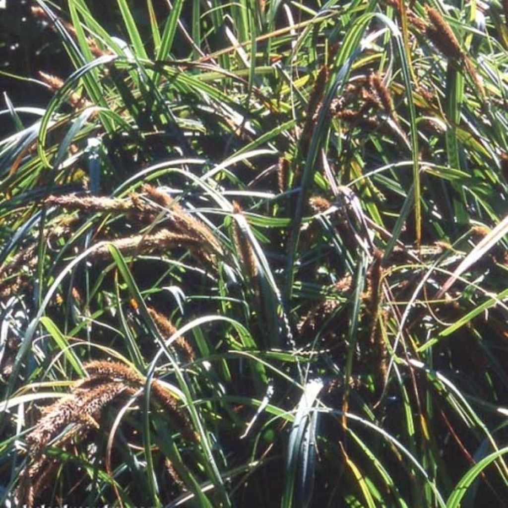 Carex trifida - Dreispaltige Segge