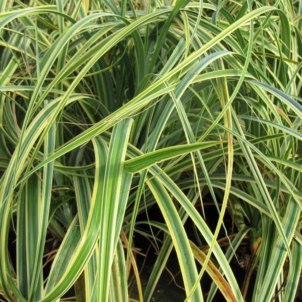 Carex trifida Rekohu Sunrise