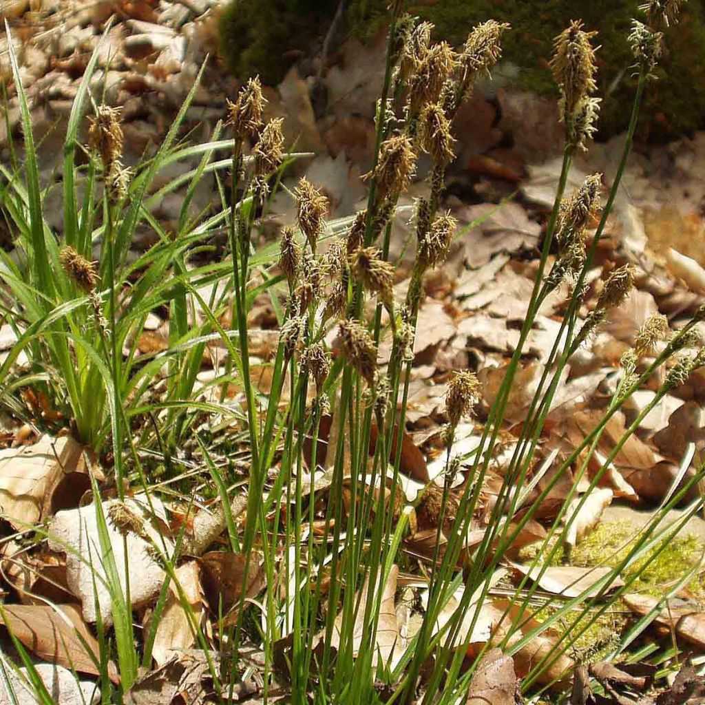 Carex umbrosa - Schatten-Segge