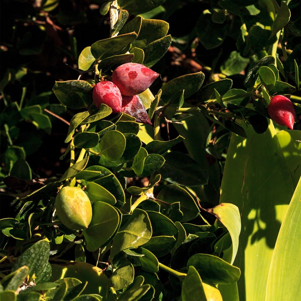 Carissa macrocarpa prostrata - Prunier du Natal prostré