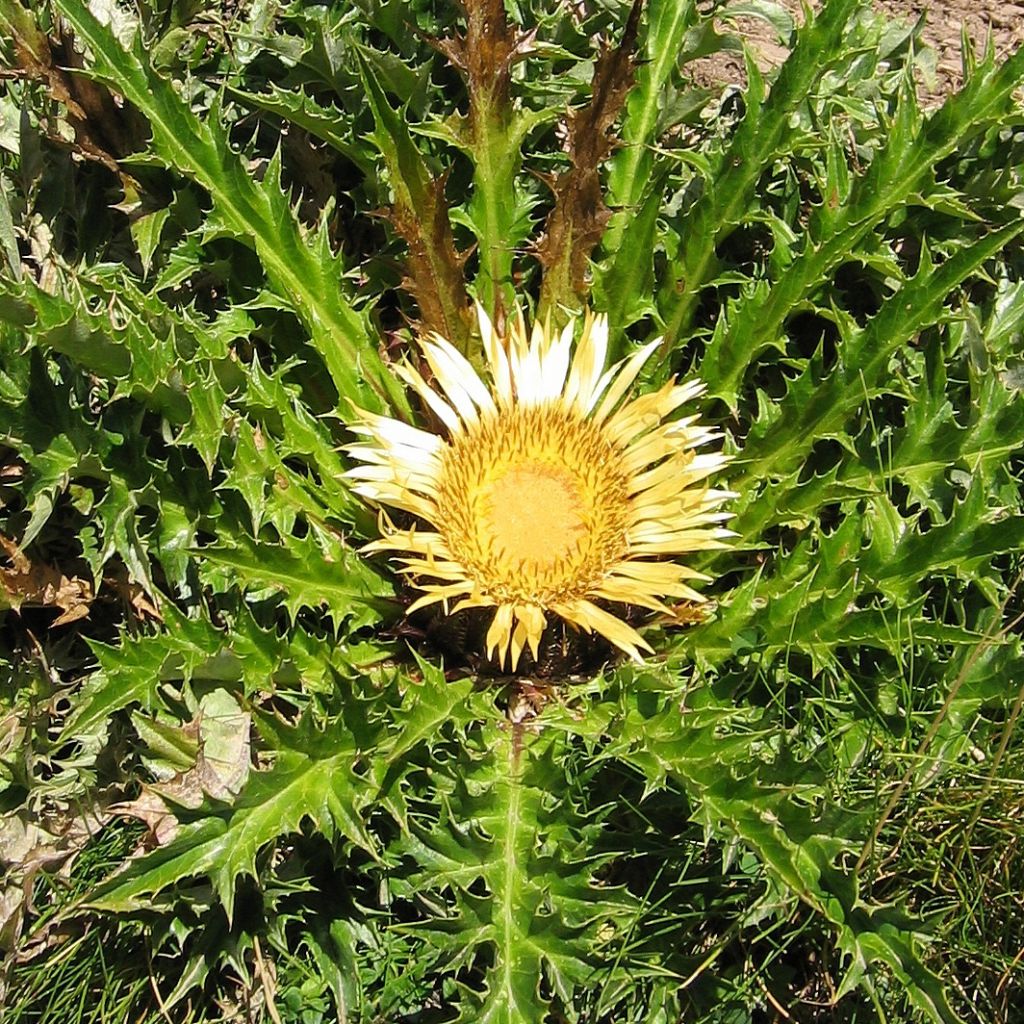 Carlina acanthifolia - Acanthusblättrige Eberwurz