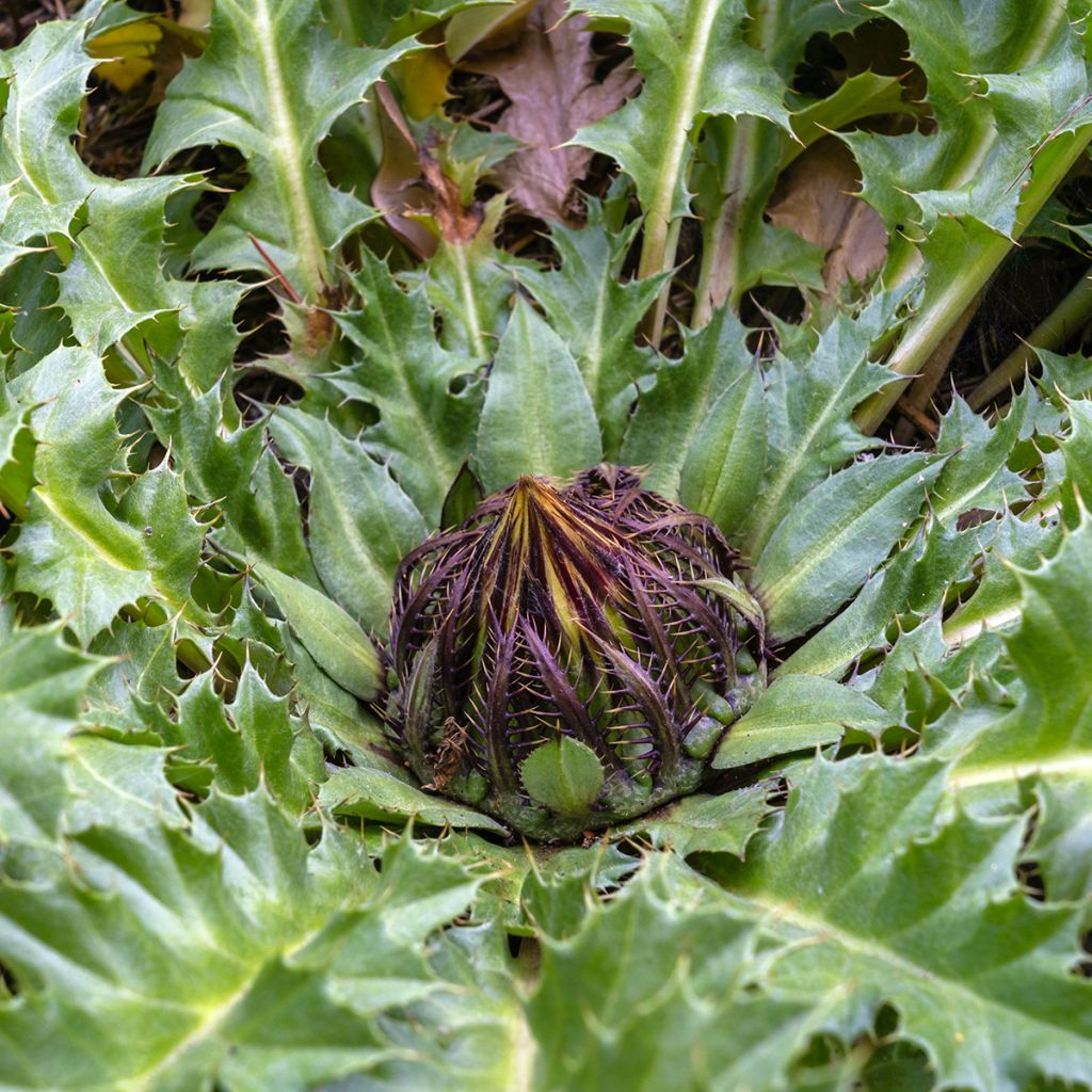 Carlina acanthifolia - Acanthusblättrige Eberwurz