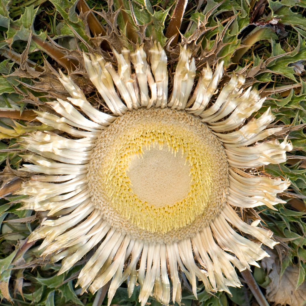 Carlina acanthifolia - Acanthusblättrige Eberwurz