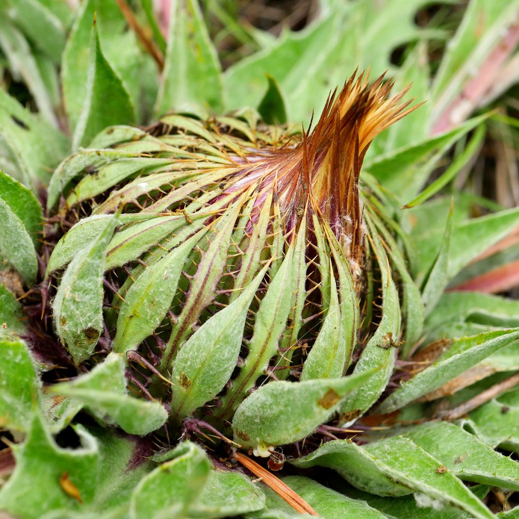 Carlina acanthifolia - Acanthusblättrige Eberwurz