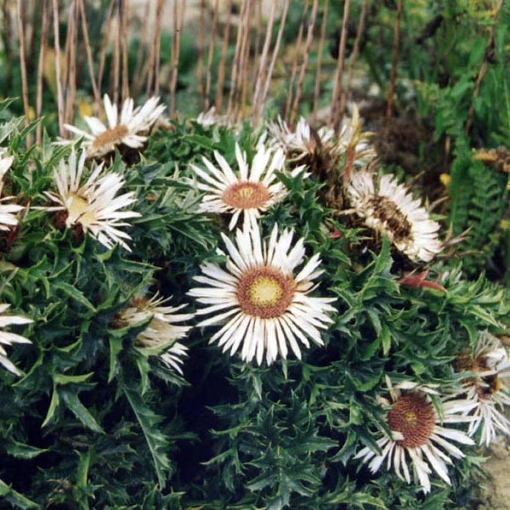 Carlina acaulis subsp. simplex - Einfache Silberdistel