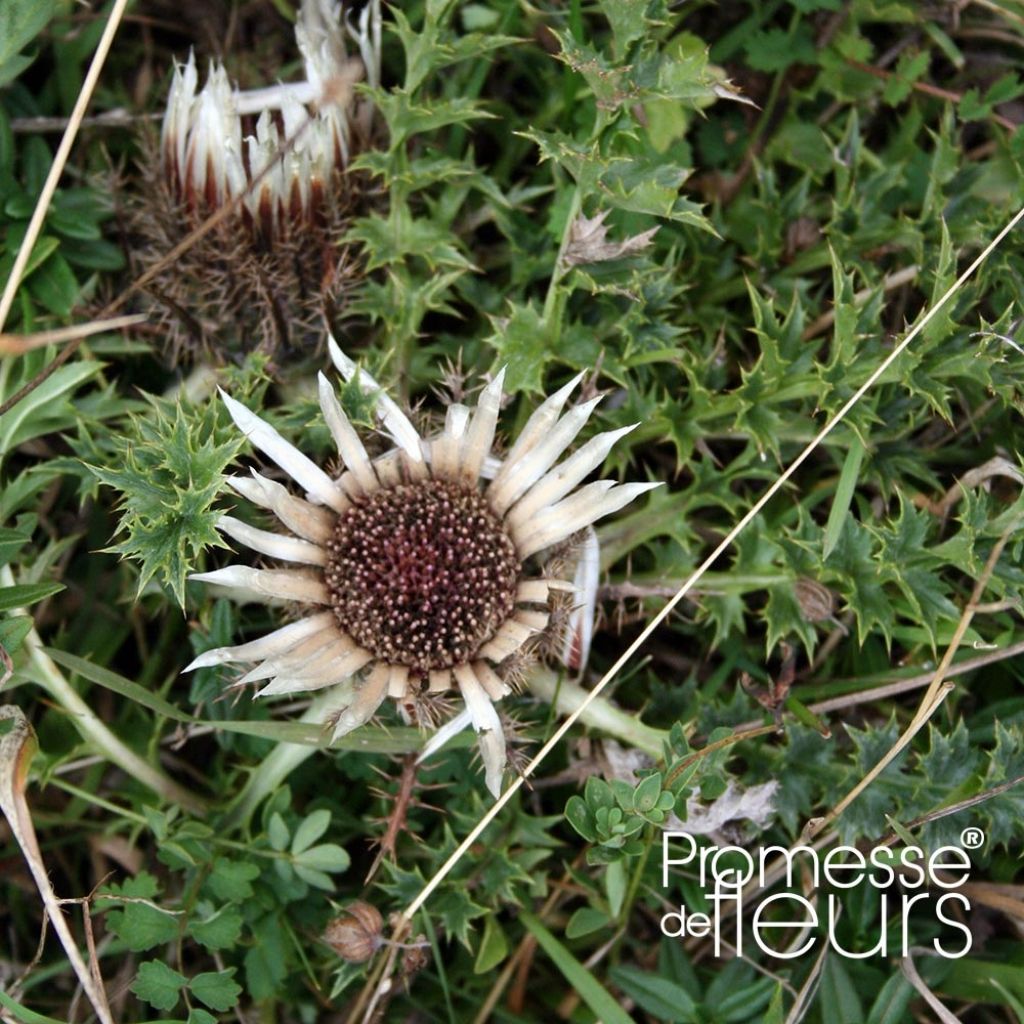 Carlina acaulis ssp. simplex - Carline à tige courte, des Alpes