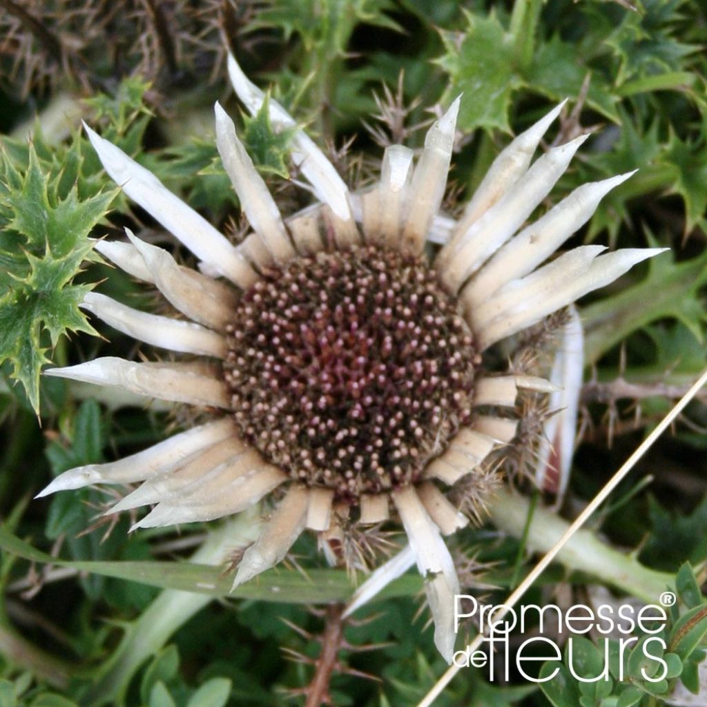 Carlina acaulis ssp. simplex - Carline à tige courte, des Alpes