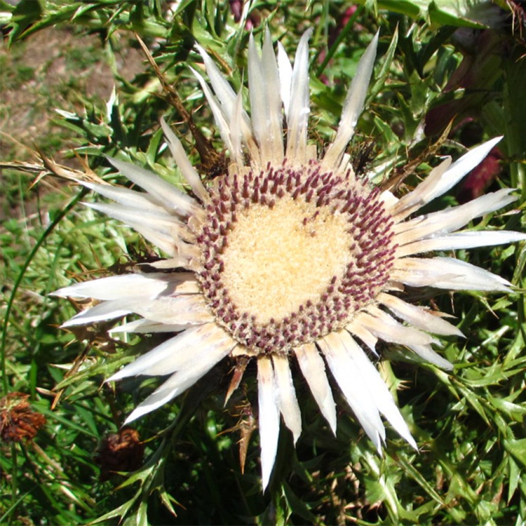 Carlina acaulis subsp. simplex Bronze - Einfache Silberdistel