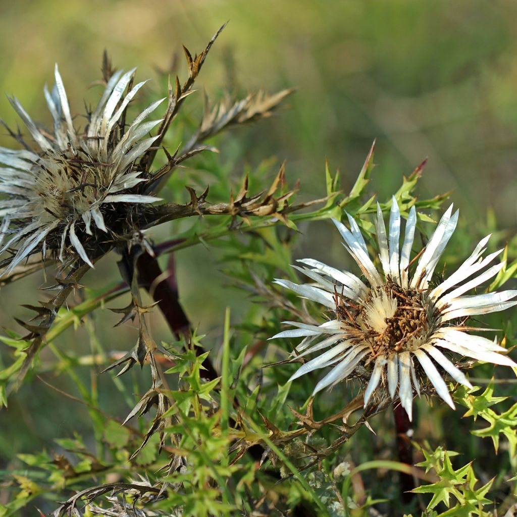 Carlina acaulis subsp. simplex - Einfache Silberdistel