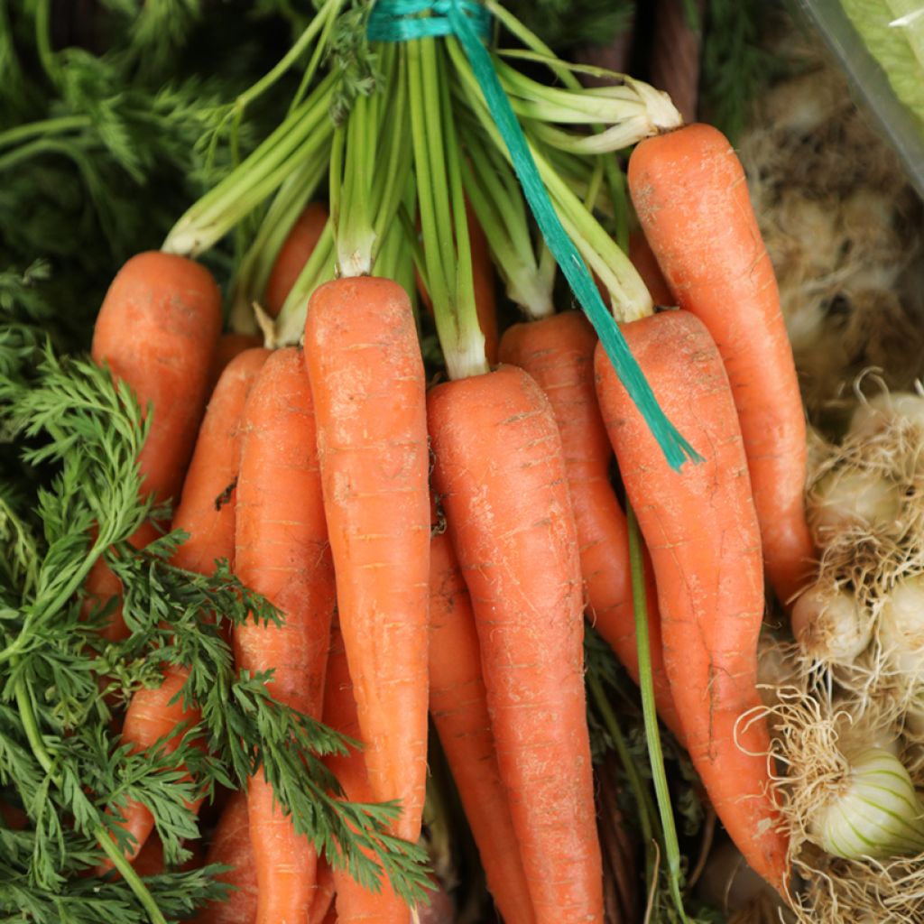 Carotte Nantaise améliorée - Daucus carota