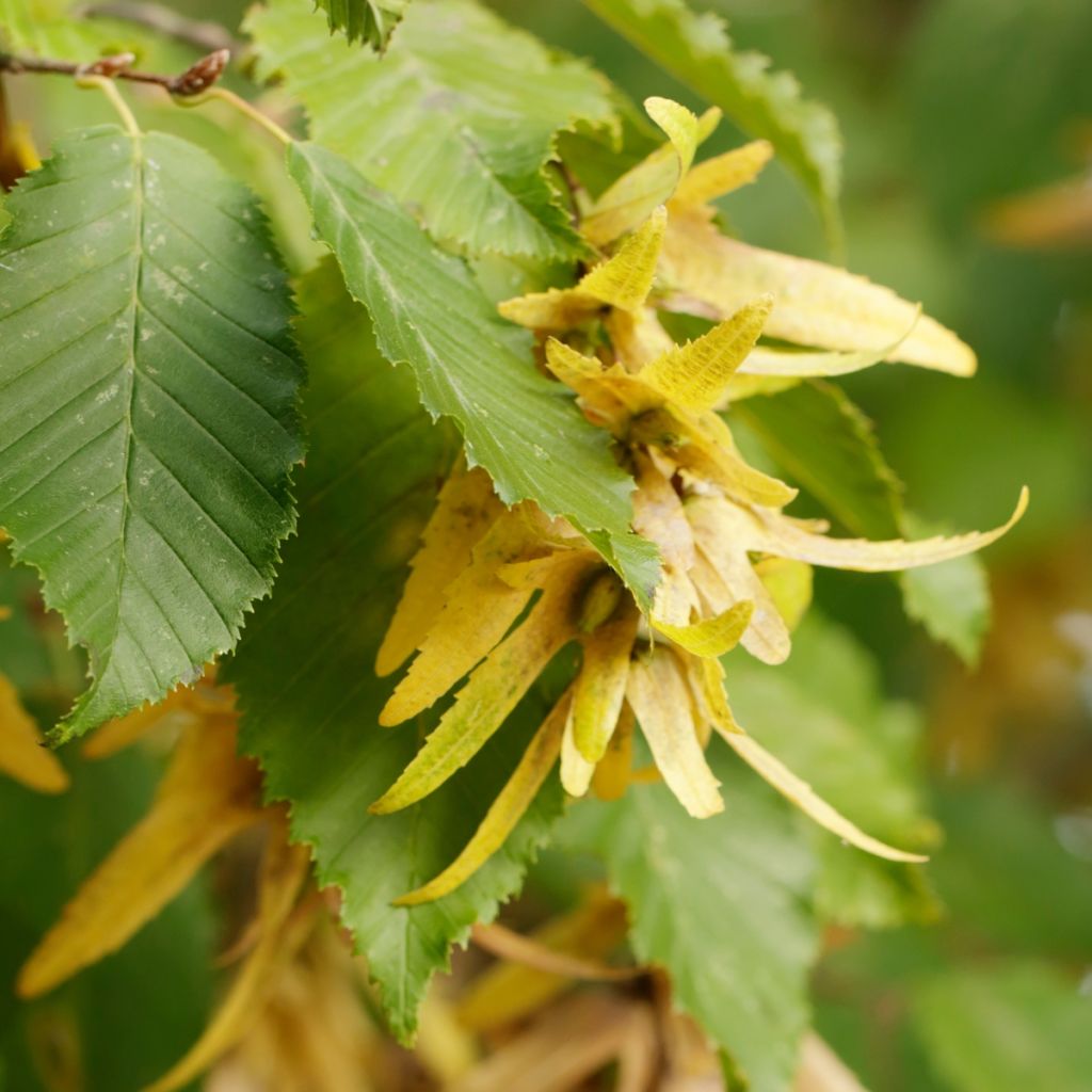 Hainbuche - Carpinus betulus