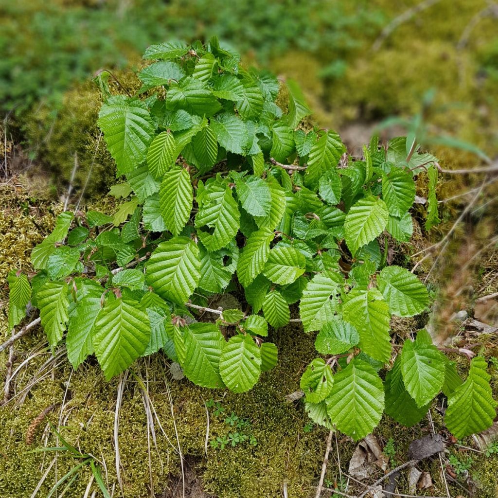 Hainbuche - Carpinus betulus