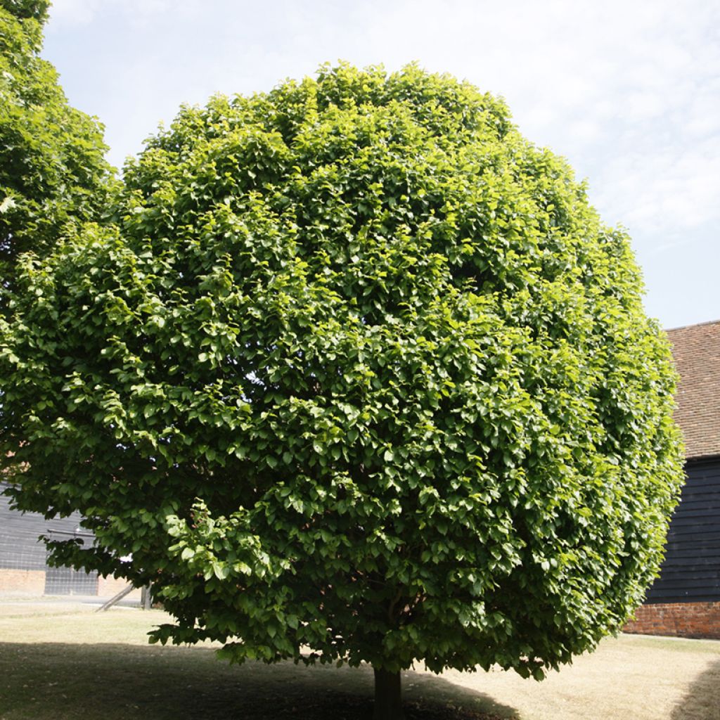 Hainbuche Columnaris - Carpinus betulus