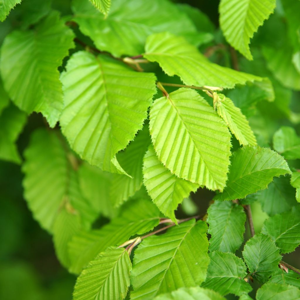 Hainbuche Fastigiata - Carpinus betulus