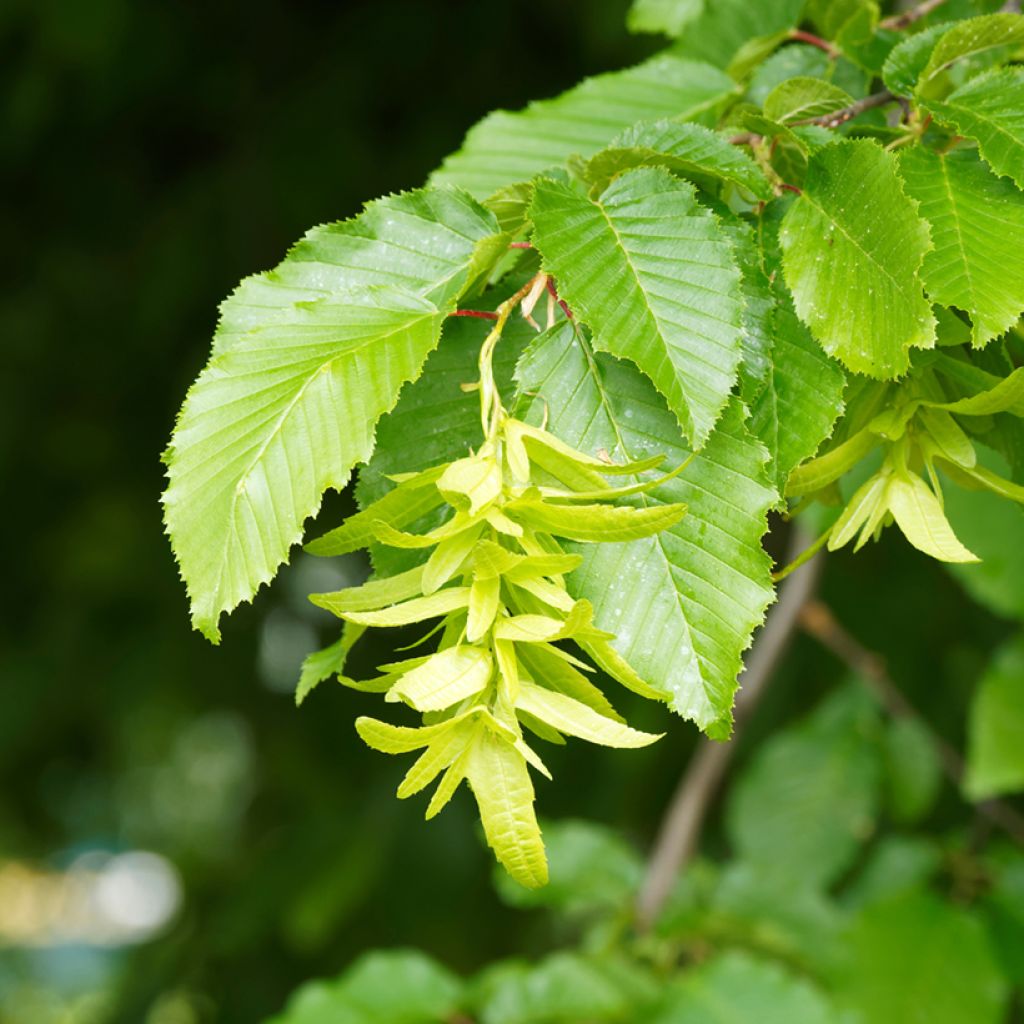 Hainbuche Fastigiata - Carpinus betulus